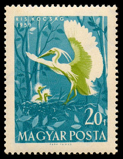 Little Egret (Egretta garzetta)