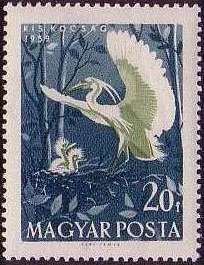 Little Egret (Egretta garzetta)