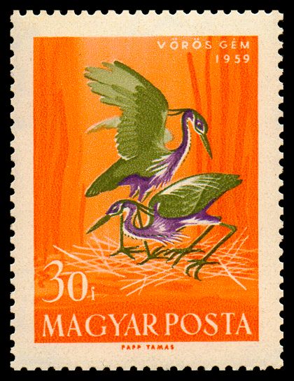 Purple Heron (Ardea purpurea)