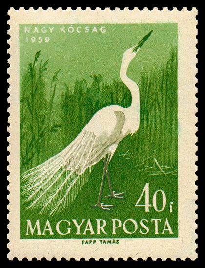 Great Egret (Ardea alba)