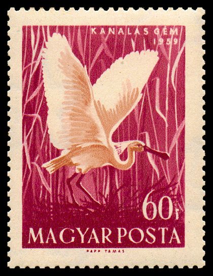 Eurasian Spoonbill (Platalea leucorodia)