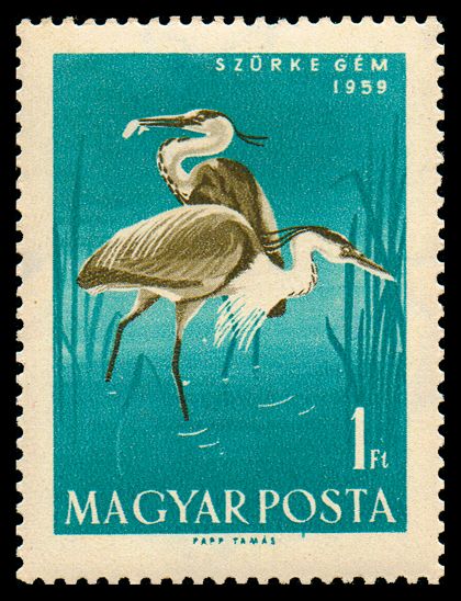 Grey Heron (Ardea cinerea)