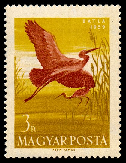 Purple Heron (Ardea purpurea)