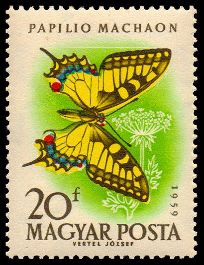 Old World Swallowtail (Papilio machaon)