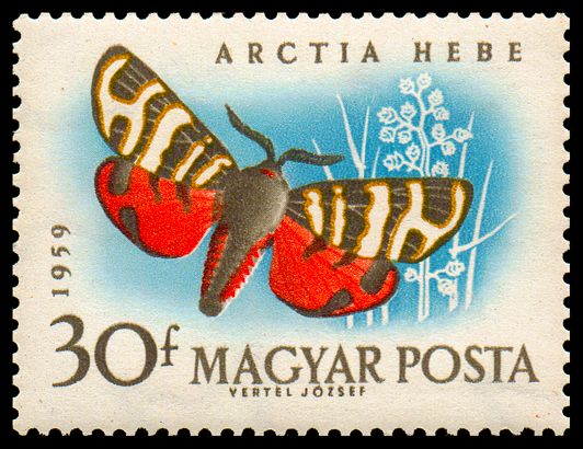 Hebe Tiger Moth (Arctia hebe)