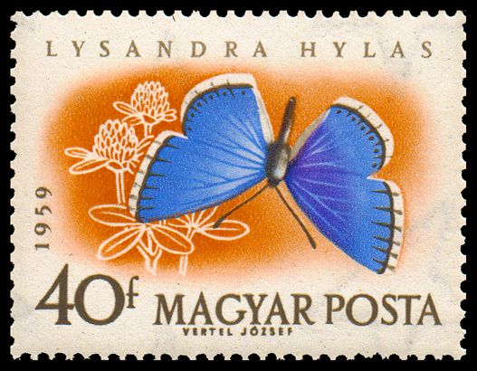 Turquoise Blue (Lysandra hylas)