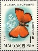 Scarce Copper (Lycaena virgaureae)