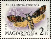 African death's-head hawkmoth (Acherontia atropos)