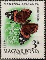 Red Admiral (Vanessa atalanta)