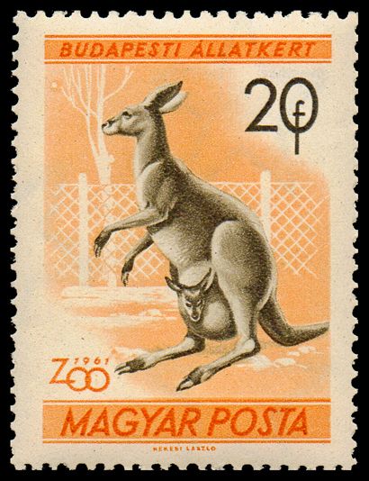 Eastern Grey Kangaroo (Macropus major)