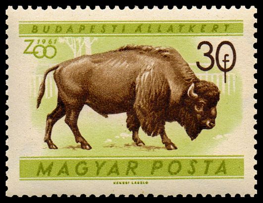 American Bison (Bos bison)