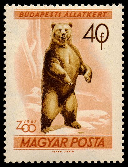 Brown Bear (Ursus arctos)
