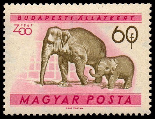 Asian Elephant (Elephas maximus)