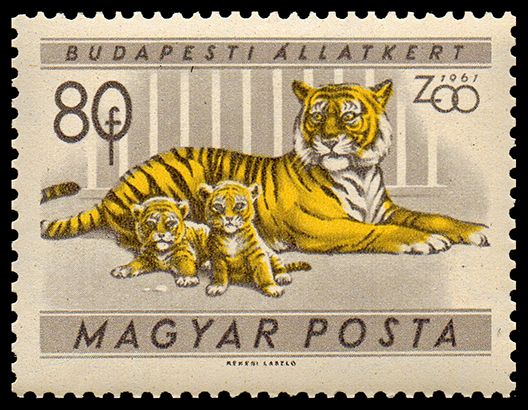 Tiger (Panthera tigris)
