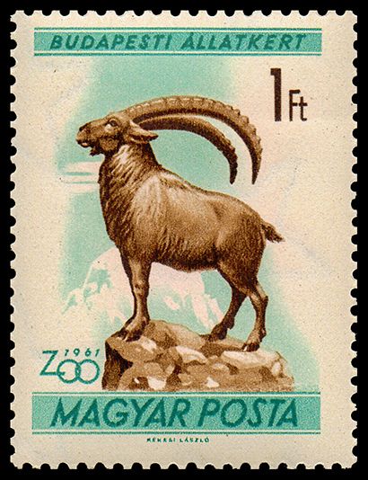 Alpine Ibex (Capra ibex)