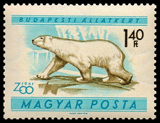 Polar Bear (Ursus maritimus)