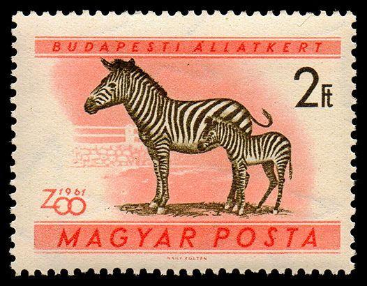 Plains Zebra (Equus quagga)