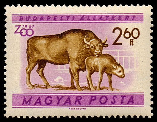 European Bison (Bos bonasus)