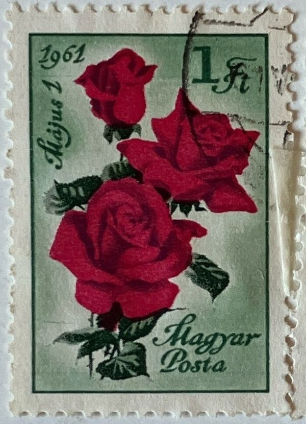 Rose (Rosa hybr. Rosaceae)
