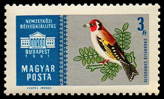 European Goldfinch (Carduelis carduelis)