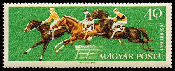 Hurdle Jump, Horse (Equus ferus caballus)