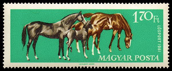 Mares and Foals, Horse (Equus ferus caballus)