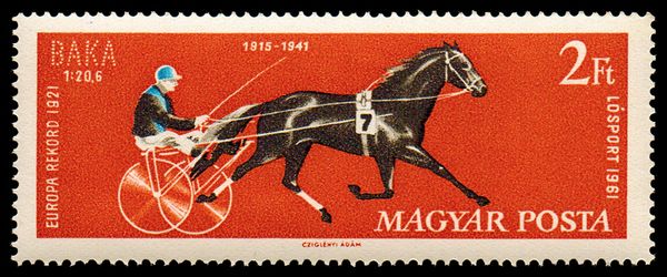 Race Horse Baka, Horse (Equus ferus caballus)