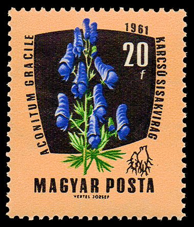 European Monkshood (Aconitum gracille)