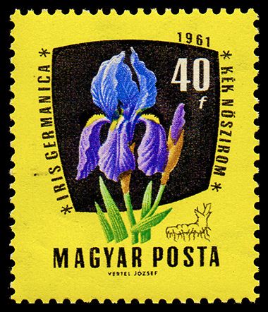 German Iris (Iris germanica)