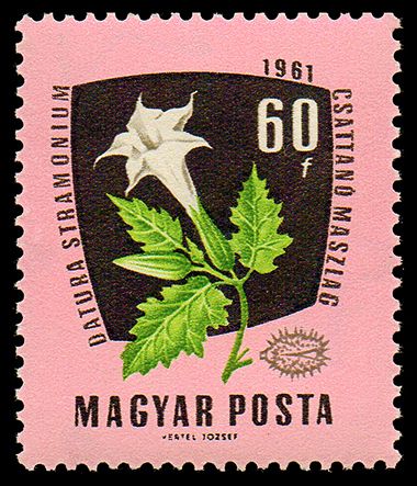 Devil's Snare (Datura stramonium)