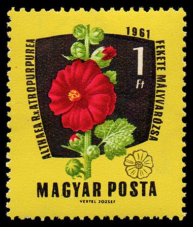 Purple Hollyhock (Althaea rosea)
