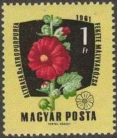 Purple Hollyhock (Althaea rosea)