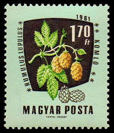 Common Hop (Humulus lupulus)