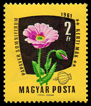 Opium Poppy (Papaver somniferum)