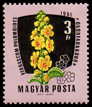 Mullein (Verbascum phlomoides)