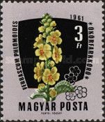 Mullein (Verbascum phlomoides)
