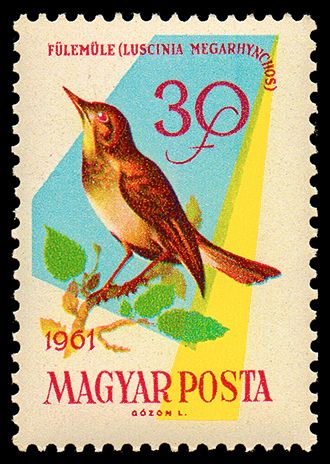 Common Nightingale (Luscinia megarhynchos)