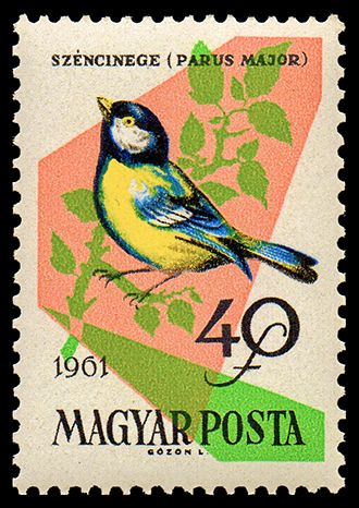 Great Tit (Parus major)
