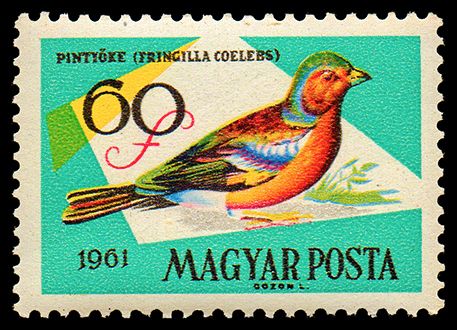 Common Chaffinch (Fringilla coelebs)