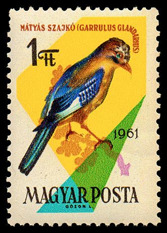 Eurasian Jay (Garrulus glandarius)