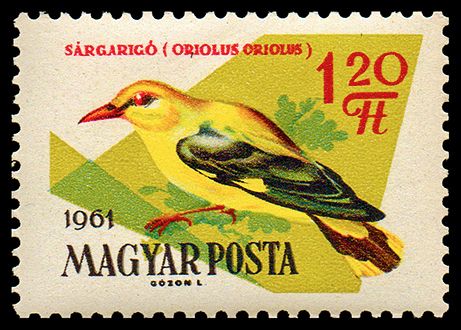 Golden Oriole (Oriolus oriolus)