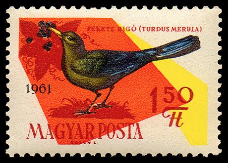 Common Blackbird (Turdus merula)