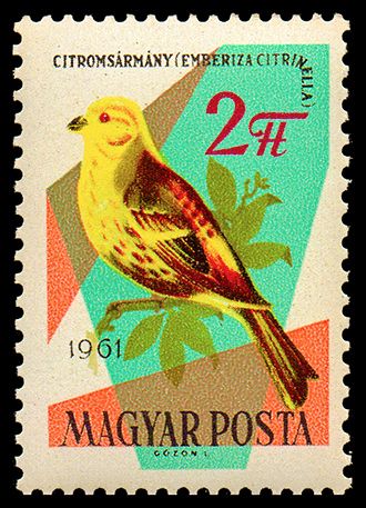 Yellowhammer (Emberiza citrinella)
