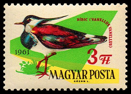 Northern Lapwing (Vanellus vanellus)