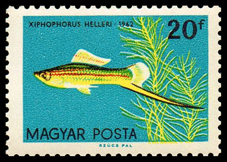 Green Swordtail (Xiphophorus helleri)