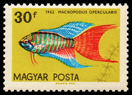 Paradise Fish (Macropodus opercularis)