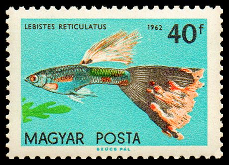 Guppy (Lebistes reticulatus)