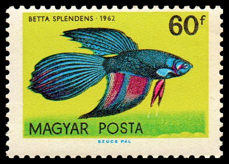 Siamese Fighting Fish (Betta splendens)