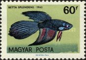 Siamese Fighting Fish (Betta splendens)