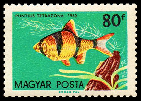 Tiger Barb (Puntius tetrazona)